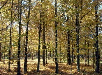 «Nuestros árboles» Aula de la Casa de Campo